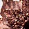Sullivans Artificial Brown Velvet Poinsettia Stem Brown 26.5"H - 2 of 2