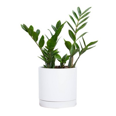 Greendigs ZZ Plant in White Pot, 7"