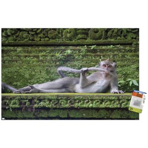 Trends International The Comedy Wildlife Photography Awards: Delphine Casimir - The Rainforest Dandy Unframed Wall Poster Prints - 1 of 4