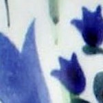 blue tulip