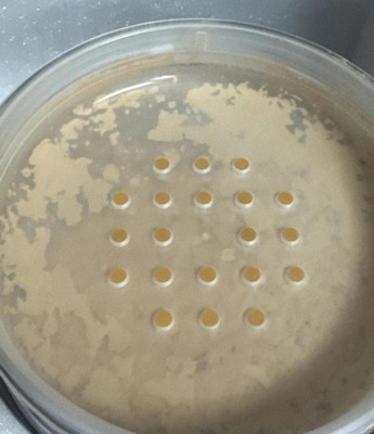 Guest review image 3 of 3, zoom in