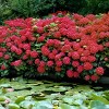 National Plant Network Live Outdoor 4" Red Beauty Hydrangea Plants - 3ct - 2 of 4