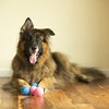 Midlee Blue Happy Birthday Dog Tennis Balls - 2 of 4