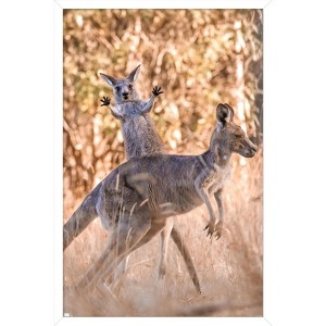 Trends International The Comedy Wildlife Photography Awards: Lara Mathews - Boing Framed Wall Poster Prints - 1 of 4