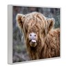 Stupell Industries Baby Cattle Licking Lips, 14" x 11" - 3 of 4