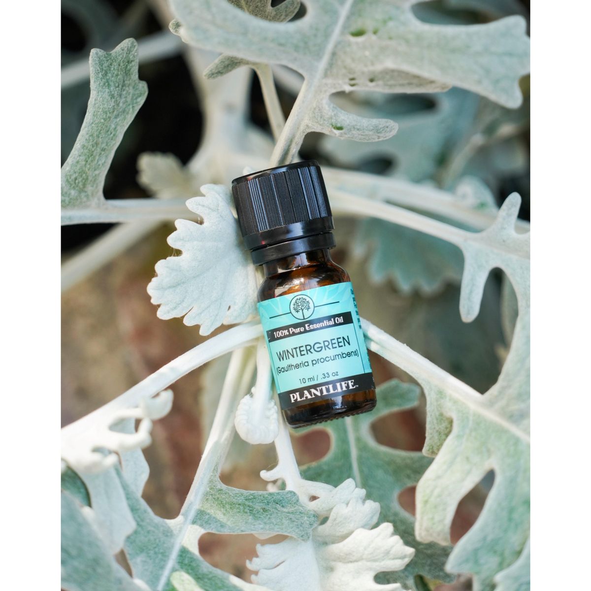 Plantlife Wintergreen Aromatherapy Essential Oil – 100% Pure, Therapeutic Grade, No Additives or Fillers, 10 ml - thumbnail 3