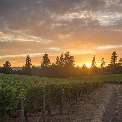 Stoller Family Estates Dundee Hills Red Wine - 750ml Bottle