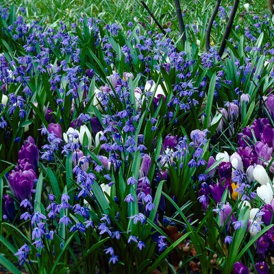 Blue Artisan Bulb Blend Set of 60 bulbs - Blue - Van Zyverden