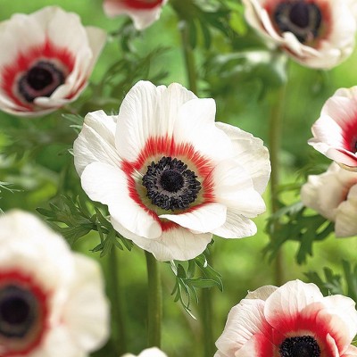 25ct Wind Flowers Anemone Bicolor Bulbs - Van Zyverden