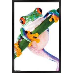 Trends International Tree Frog Framed Wall Poster Prints - 1 of 4