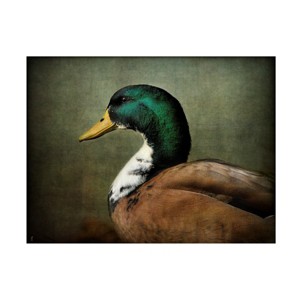 Trademark Fine Art -Jai Johnson 'Mallard Duck Portrait' Canvas Art - 1 of 4