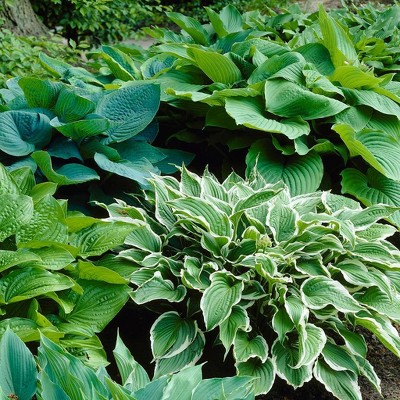 Van Zyverden Set of 6 Hostas Premium Blend Roots