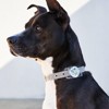 Rifle Paper Co. AirTag Dog Collar Case - 3 of 4