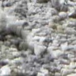 black, charcoal, gray, medium gray, ivory