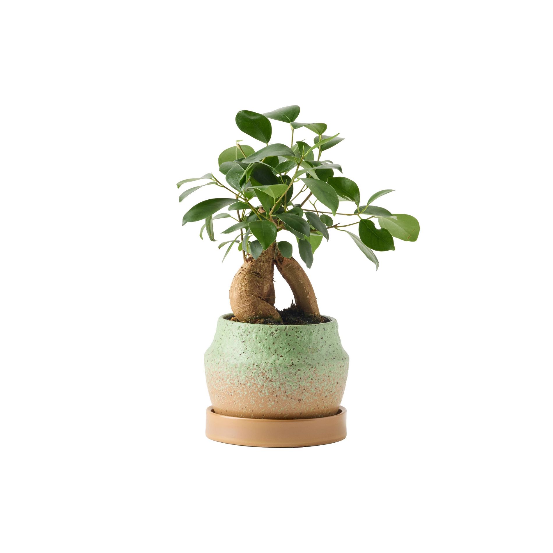 LiveTrends 4" Ficus Ginseng in Petite Patina