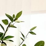 white & hibiscus ancien