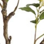 osmanthus tree 1.4 meters