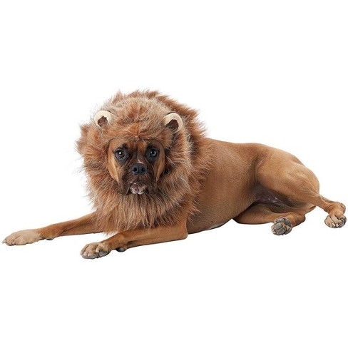 Dog deals lion costume