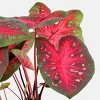 6" Christmas Caladium - Good Little Garden™ - 2 of 4