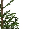 Northlight 5.25 FT Green Ponderosa Pine Artificial Christmas Tree with Jute Base- Unlit - 4 of 4