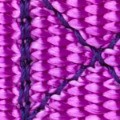 bright purple