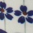 flowering peacock