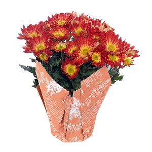 Live 6" Pelee Mum Cover - Good Little Garden™ - 1 of 4