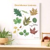 Kaplan Early Learning Deciduous Leaves Giclee  18" x 24" Wall Print - 2 of 4