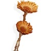 Alilang Dried Floral Bouquet with Pampas Grass, Baby s Breath, and Eucalyptus - Beige - 4 of 4