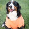 Midlee Coral Dog Sweatshirt - 2 of 4