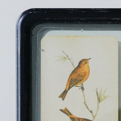 Set of 6 Black Framed Bird Paintings with Floating Effect