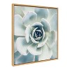 30" x 30" Sylvie Succulent 7 Framed Canvas by F2 Images Natural - Kate & Laurel All Things Decor: Wall Display, Botanical Digital Art - 2 of 4