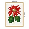 Amanti Art Poinsettia Pulcherrima Leaf Illustration by Pictufy Canvas Wall Art Print Framed - 3 of 4
