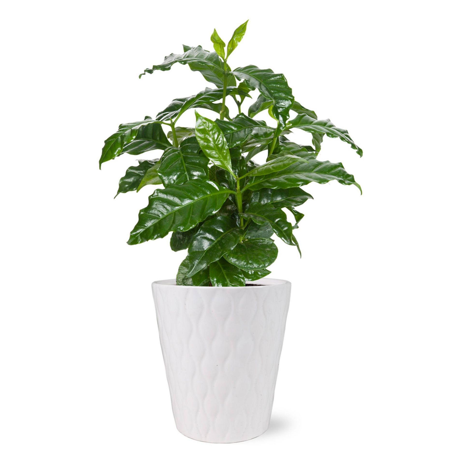 Live 5" Coffee Arabica Houseplant in White Planter