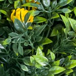 2 yellow flowers pzd-1-235