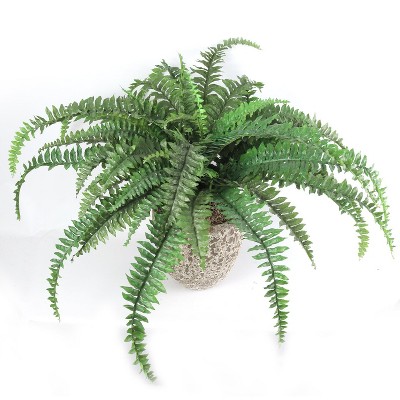 Floral Home 48" Wide Boston Fern with 48 Fronds - 1-Piece