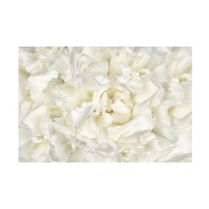 Trademark Fine Art -Cora Niele 'White Peony Flower' Canvas Art - 1 of 4