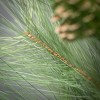 28"H Sullivans Long Pine & Pinecone Spray; Green - 2 of 2