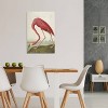  American Flamingo by John James Audubon Unframed Wall Canvas - iCanvas - 2 of 3