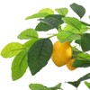 5/6FT Artificial Lemon Tree Indoor, Pre Potted Faux Lemon Tree with Realistic Fruit and Lifelike Leaves,Fake Lemom Plant with Lights for Home Decor - 4 of 4