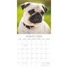 2026 Square Wall Calendar, Pugs, 16-Month Animals Theme with 180 Reminder Stickers (12x12 In) - 3 of 4