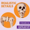 Joyfy Halloween Decor 5.6 FT Life Size Halloween Skeleton Full Body Posable Realistic Bones for Halloween Indoor Outdoor Decoration Grave Party Props - 3 of 4