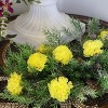 Floral Home 5" Stem Long Yellow Carnation Pick - 100-Piece - 2 of 2