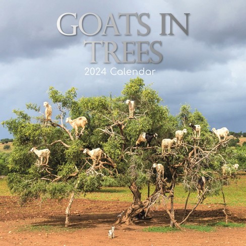 Goats in Trees, 2024 12 x 24 Inch Monthly Square Wall Calendar, BrownTrout