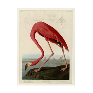Trademark Fine Art -John James Audubon 'American Flamingo' 1834 Canvas Art - 1 of 4