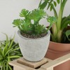 Unique Bargains Artificial Plants Family in Mini Pulp Plastic Green 3.35"x3.35"x3.94" 1 Pc - 2 of 4