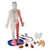 Squishy Human Body Anatomy Kit - image 2 of 4