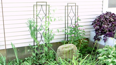 60" Black Steel Diamond Design Garden Trellis Set