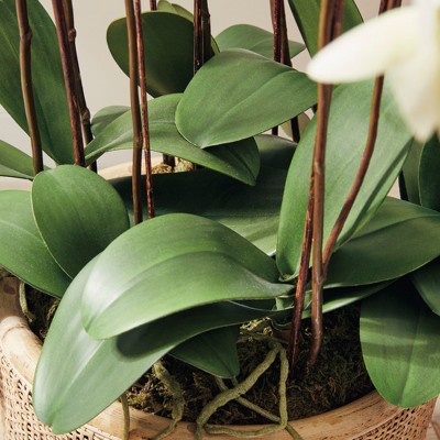 White Phalaenopsis Orchid in Moss Pot, 36" Tall