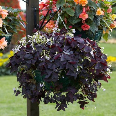 Van Zyverden Lucky Clover Kit with Hanging Basket